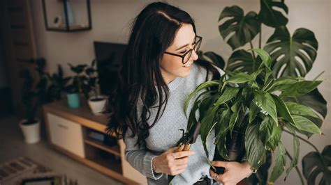 Plantas Que Repelem Baratas Elas Ser O As Suas Melhores Amigas