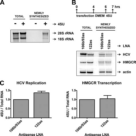 Modulation Of Hepatitis C Virus Rna Abundance And The Isoprenoid