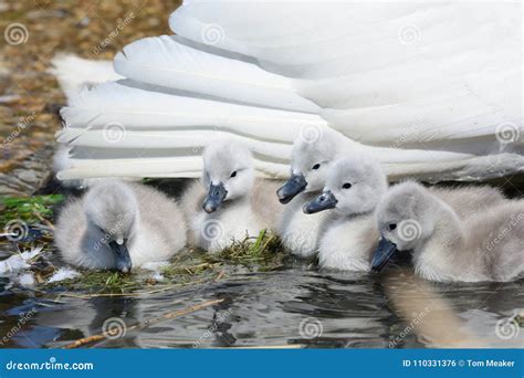 Mute Swan Cygnets with Their Mother in the Water Stock Photo - Image of ...