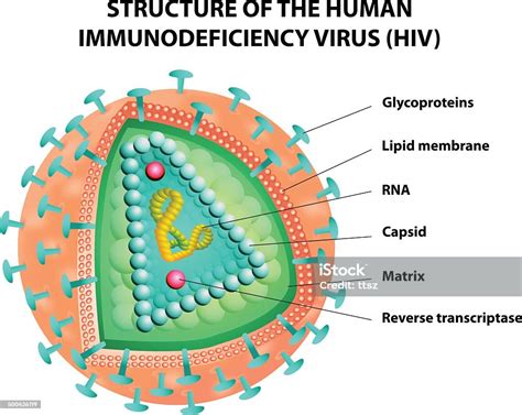 Schéma Explicatif Du Virus Vih Illustration Vecteurs Libres De Droits