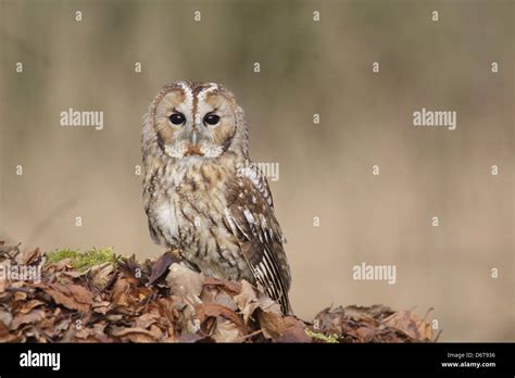 Tawny Owl Strix Aluco Adult Male Standing Amongst Fallen Beech Leaves