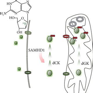 SAMHD1 and ¹⁸F F AraG uptake in antigen stimulated T cells a The