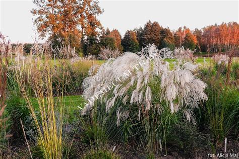 Miscanthus Sinensis Silver Charm Pbr Miskant Chiński Silver Charm Pbr