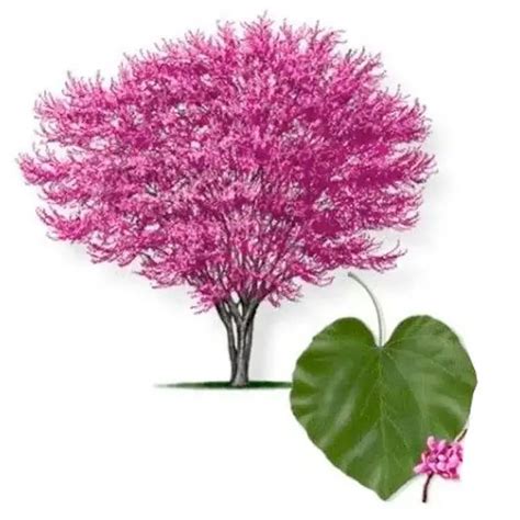 Redbud Tree Varieties - PlantingTree