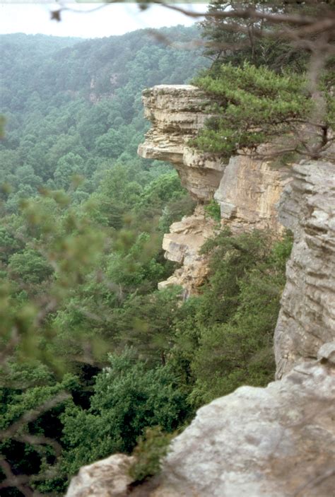 Appalachian Mixed Mesophytic Forests