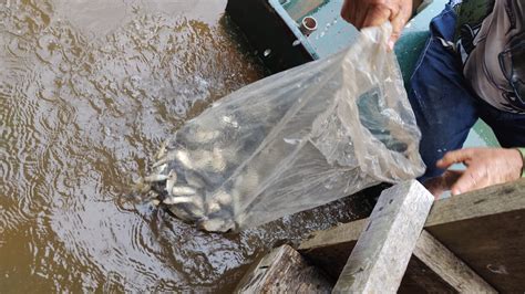 Cerca De Mil Peixes S O Soltos No Rio Tibagi D Ponta News