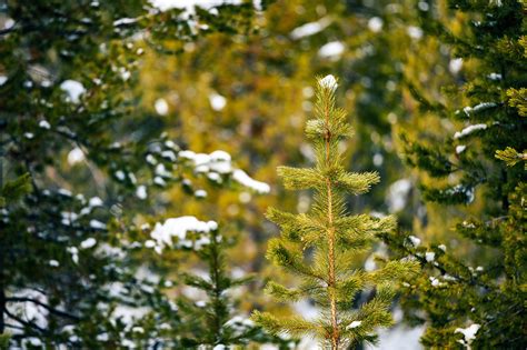 Green spruce in winter forest · Free Stock Photo