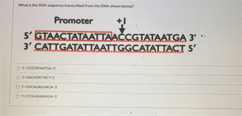 Solved What Is The Rna Sequence Transcribed From The Dna