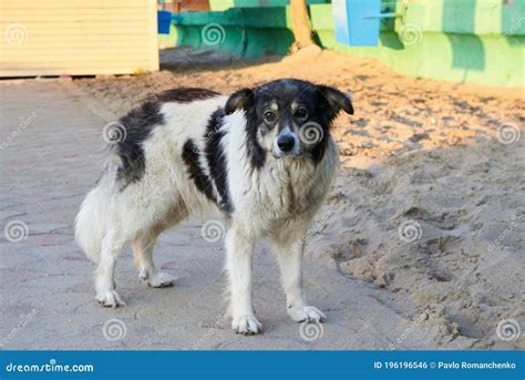 Ritratto Di Un Cane Randagio Infelice Con Gli Occhi Tristi Sulla