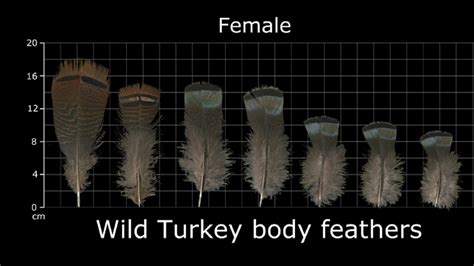 How To Identify Turkey Feathers - Best Guide With Tips, Tricks, and ...