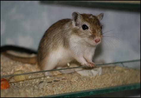 Gerbil Colors – Golden Agouti – Rodent Zone