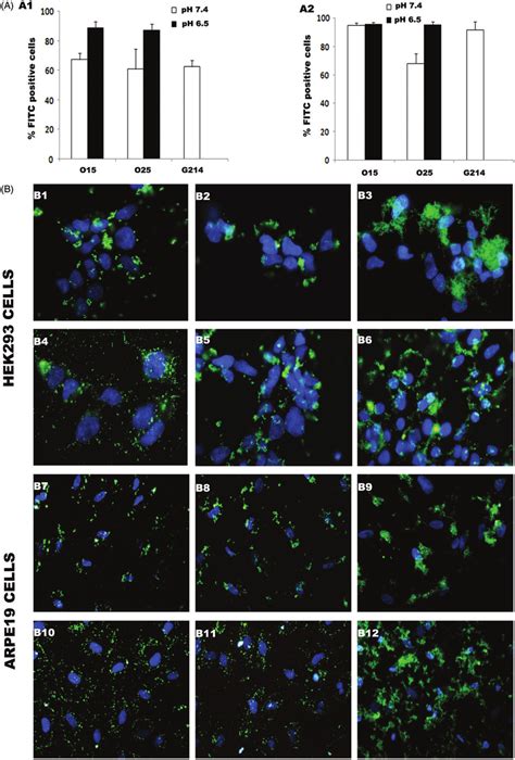 Cellular Uptake Of Fitc Labeled Pcms Egfp Delivered By Uoc Polyplexes