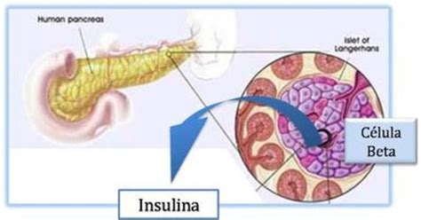 HISTORIA DE LA INSULINA Timeline Timetoast Timelines