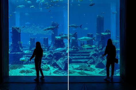 The Lost Chambers Aquarium Atlantis Dubai - Aquarium Views