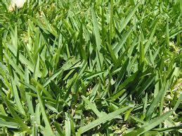 The Best Drought Resistant Grass To Cover Your Garden