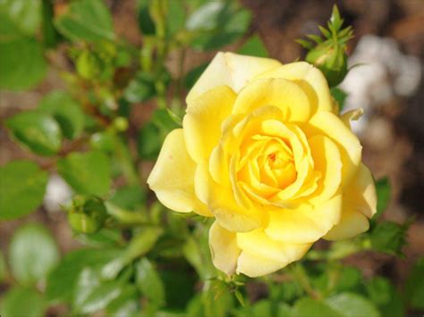 Роза йеллоу описание и фотографии