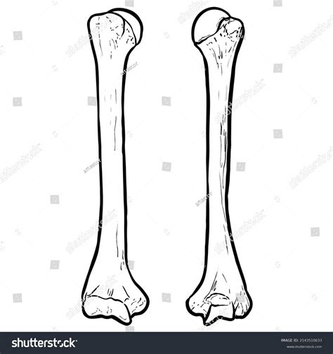 Humerus Illustration 2 Perspectives Stock Vector Royalty Free