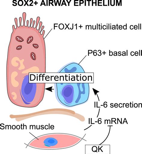 The Rna Binding Protein Quaking Regulates Multiciliated And Basal Cell