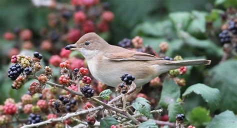 Where to see wildlife in autumn | Herefordshire Wildlife Trust