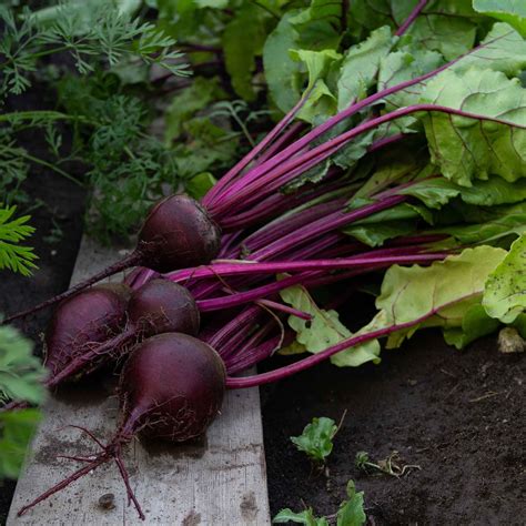 Beet Seeds - Detroit Dark Red | Vegetable Seeds in Packets & Bulk