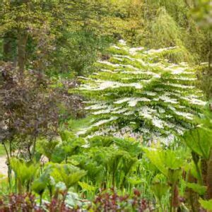 Viburnum plicatum 'Mariesii' (Doublefile Viburnum)