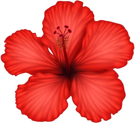 A Red Flower Is Shown On A White Background