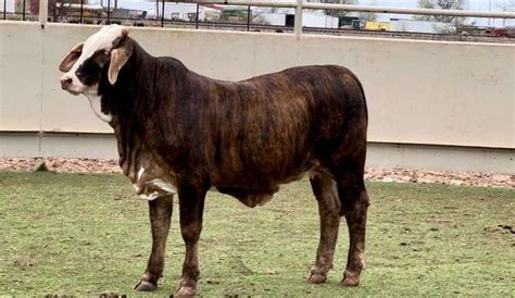 Beefmaster Brahman Braford More J J Cattle Co