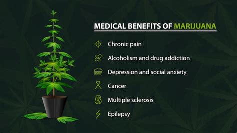 Beneficios Usos De La Marihuana Medicinal Cartel Verde Para Sitio Web