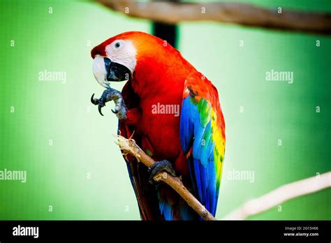 Red Parrot On Stick Stock Photo Alamy