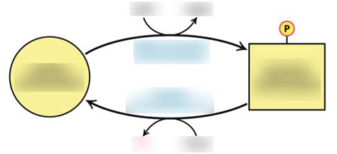 Acetyl Coa Carboxylase Diagram Quizlet