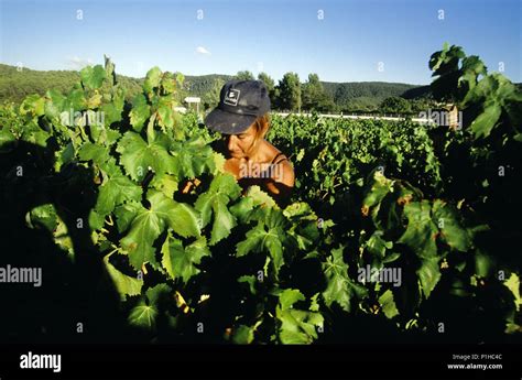 Producción de cava hi res stock photography and images Alamy