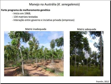 Invent Rio Florestal Em Plantios De Mogno Africano Msc Andressa