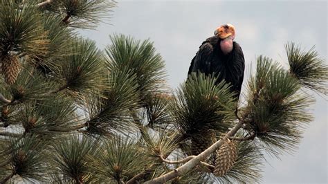 California wildfire destroys endangered condor sanctuary | Fox News