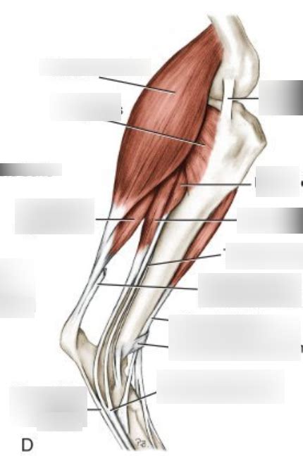 A23 The Hindlimb Muscles Of Crus Medial Diagram Quizlet