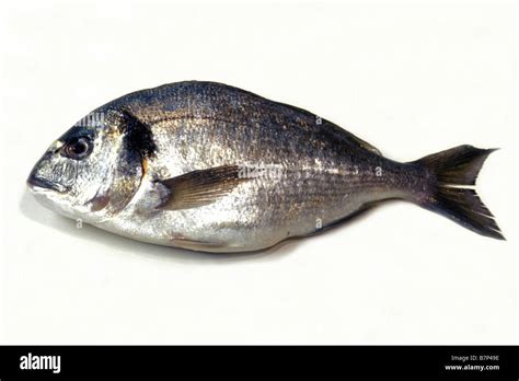 Gilthead Seabream Sparus Auratus Hi Res Stock Photography And Images