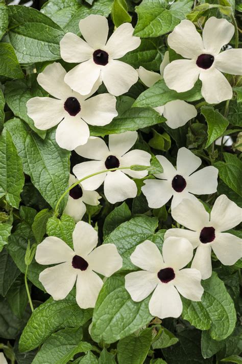 Thunbergia Sunny Susy White Black Eye Black Eyed Susan Vine Milaegers