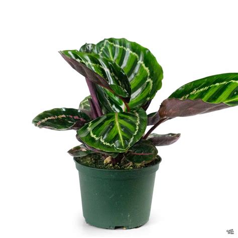 Calathea 'Roseopicta' — Green Acres Nursery & Supply