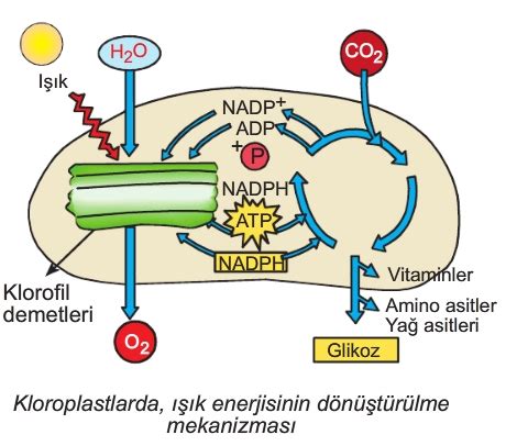 Fotosentez S N F Fen Bilimleri Konu Anlat M Zeti Rnekler