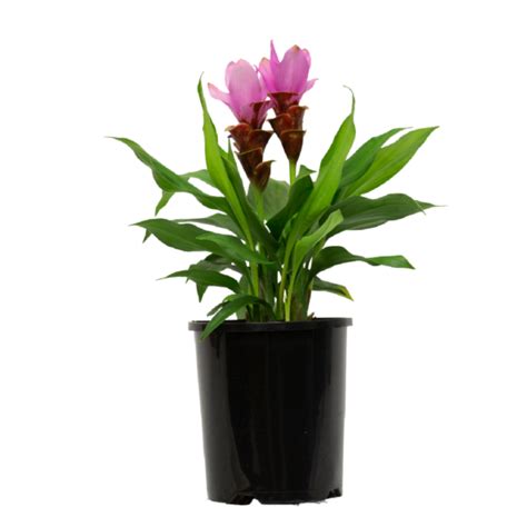 Curcuma Ornamental Ginger Rhizome Growing Guide