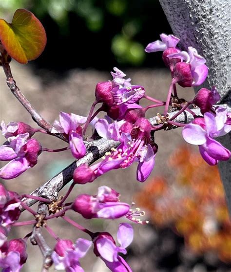 Flowers Of Western Redbud California Redbud Cercis Occidentalis Stock