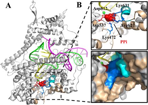 The Modeled PPi Bound T7 RNA Elongation Complex A The Overall