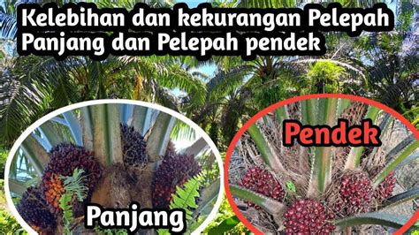 Kelebihan Dan Kekurangan Pelepah Panjang Dan Pelepah Pendek Youtube