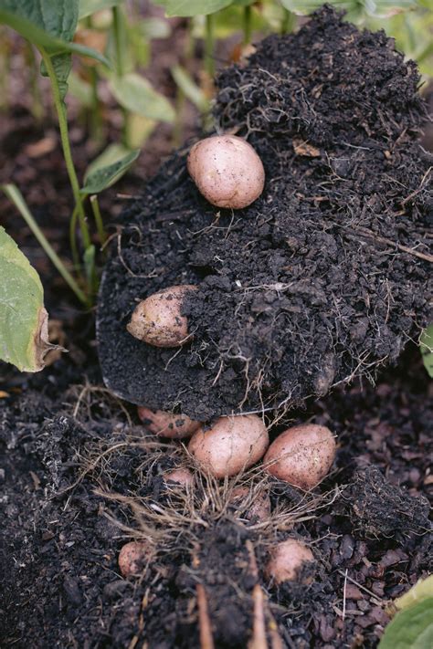 3 Signs Your Potatoes Are Ready for Harvest • Gardenary