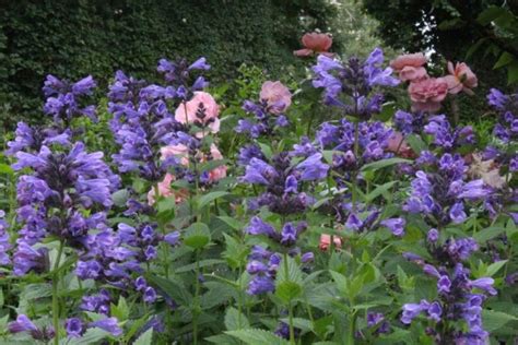 Types And Varieties Of Catnip 25 Photos Lemon And Veined Large