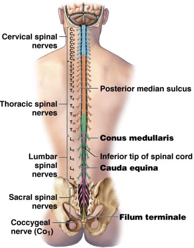 Spinal Nerve Cord Reflexes Flashcards Quizlet