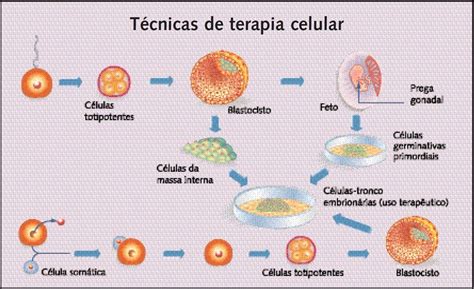 Inje Es De Vida Clonagem E Terapia Celular Revista Pesquisa Fapesp