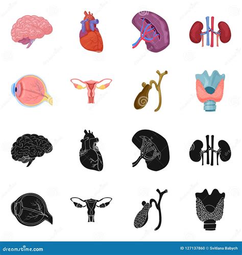 Isolated Object Of Body And Human Symbol Set Of Body And Medical Stock