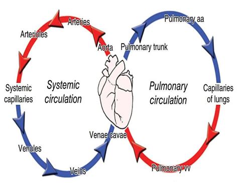 Esquema Del Sistema Circulatorio Fraii Udocz