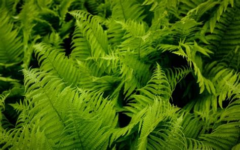 Fern Leaves Green Plant Nature Macro 4K HD Nature Wallpapers HD