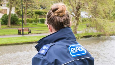 Experts call for change as animal welfare law system is lacking - Horse ...